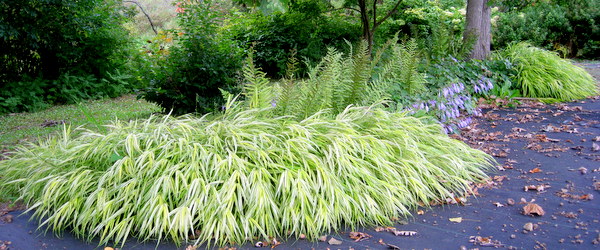 Shade Garden Collections